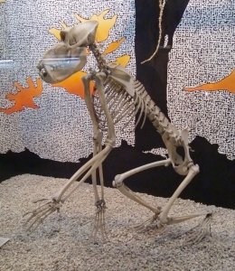 Theropithecus gelada