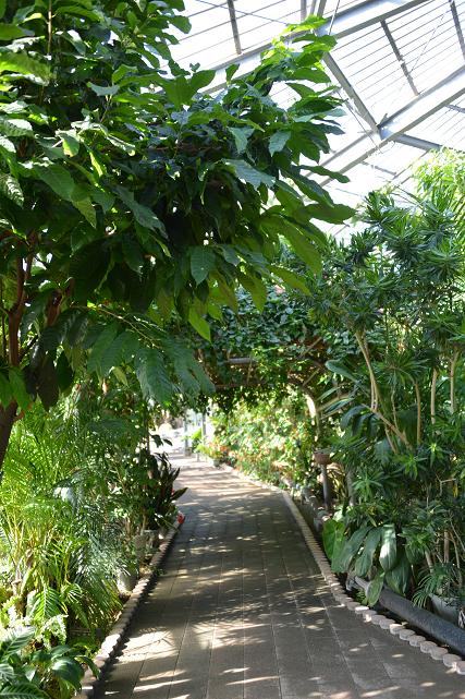 166 熱帯植物