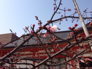 ちょっとい桜咲いてたり