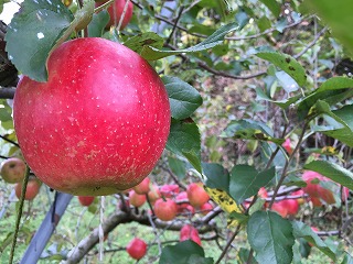 収穫祭　りんごの木