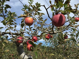 収穫祭　リンゴ狩り