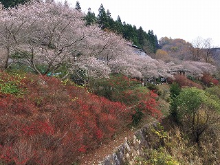 香恋の里　四季桜