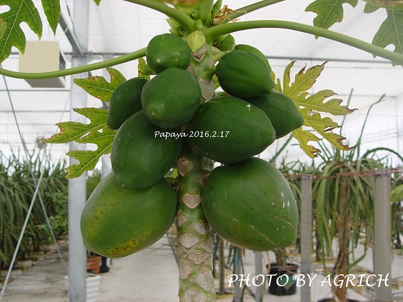 papayafrusic1