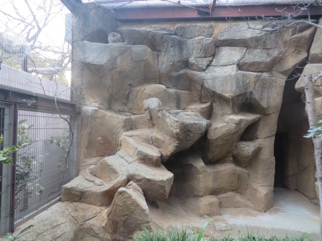2015:12:25 マヌルネコのベッキー＠王子動物園