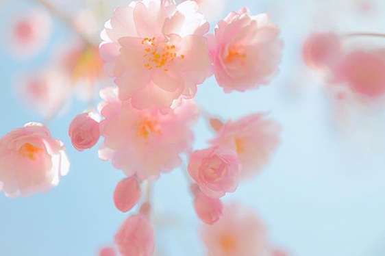 2016 桜