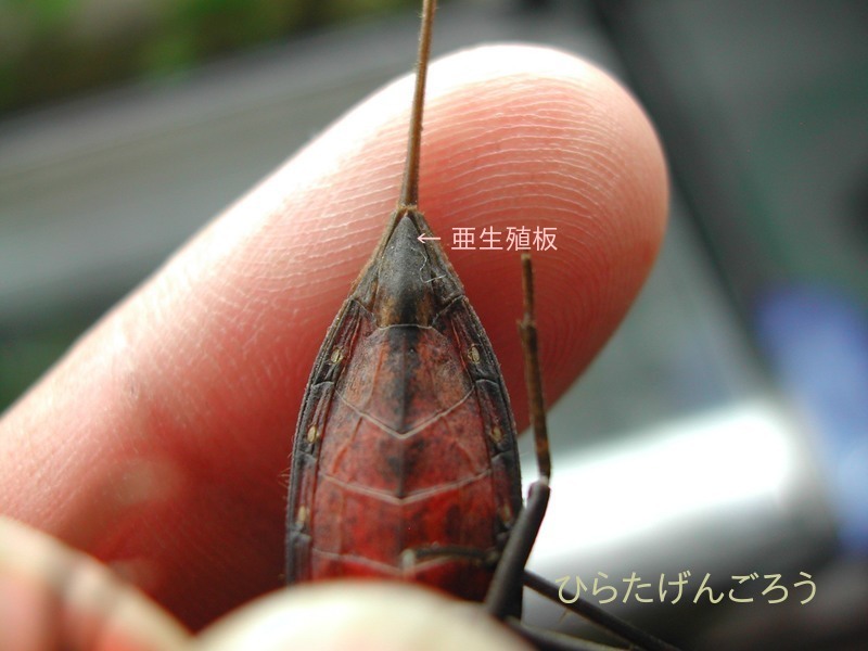Laccortrephes japonensis male①