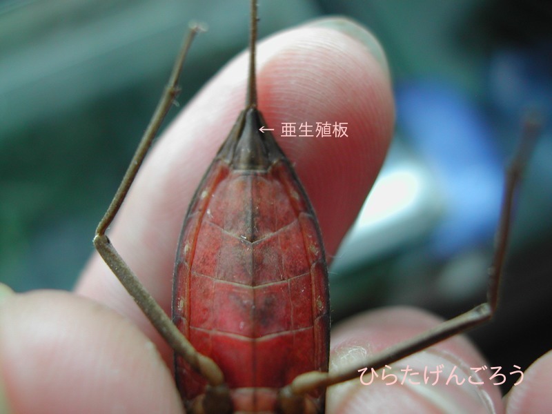 Laccortrephes japonensis female①