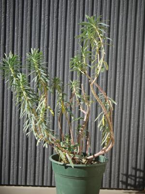 Euphorbia characias Black Pearl