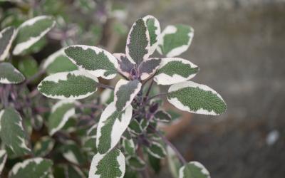 Salvia Tricolor