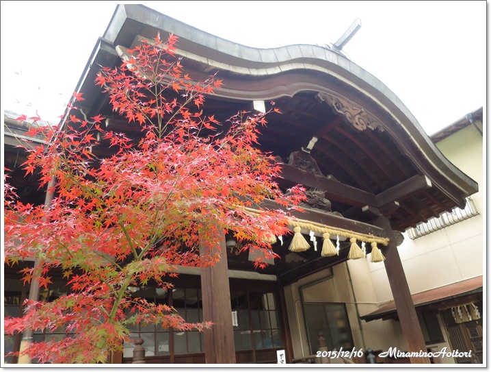 もみじ2015-12-16櫛田神社からキャナルシティ (29)