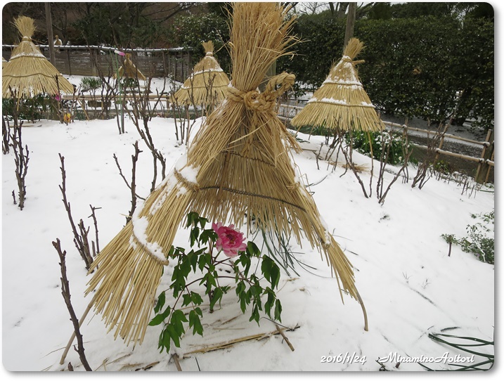 冬ぼたん2016-01-24雪(福岡市巡り) (117)