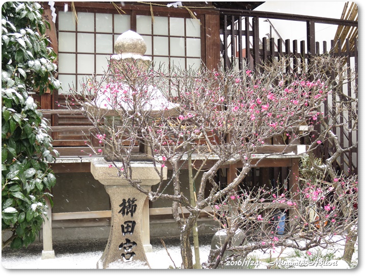 櫛田神社・紅梅2016-01-24雪(福岡市巡り) (245)