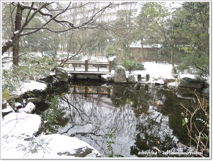 楽水園・鯉の泳ぐ池2016-01-24雪(福岡市巡り) (325)