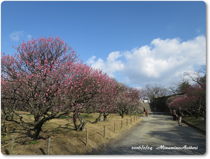 梅園2016-02-24福岡城跡(舞鶴公園)梅 (26)