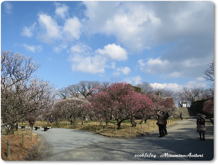 梅園2016-02-24福岡城跡(舞鶴公園)梅 (10)