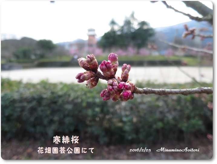 寒緋桜2016-02-25花畑園芸公園(梅) (37)