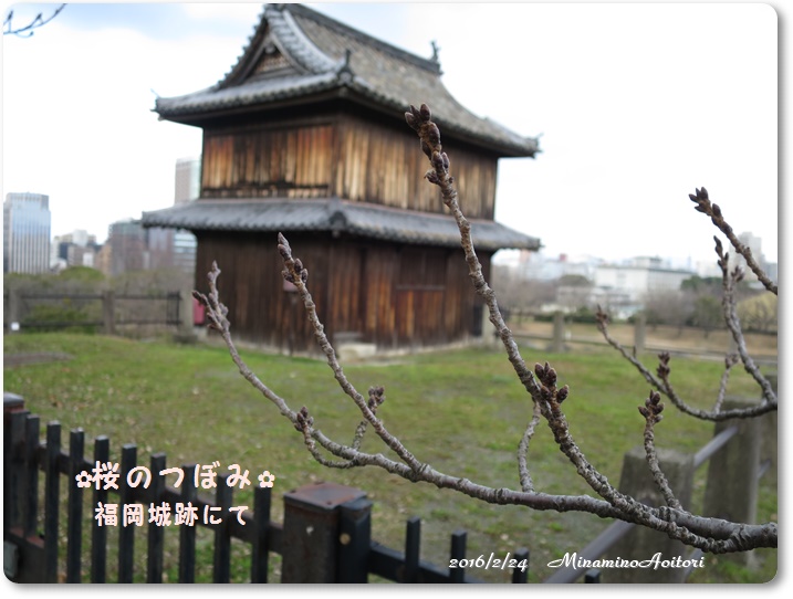 桜2016-02-24福岡城跡(舞鶴公園)梅 (120)