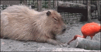 Scarlet-ibis-capybara.gif