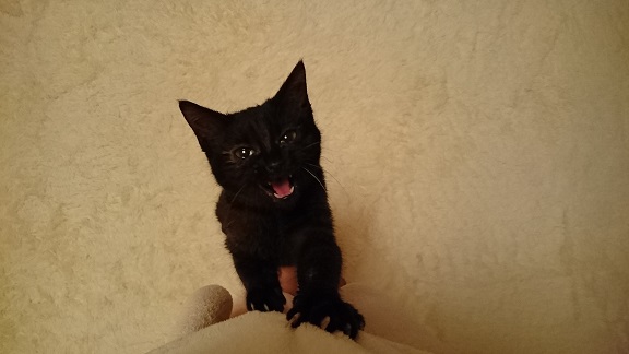 黒子猫の写真4