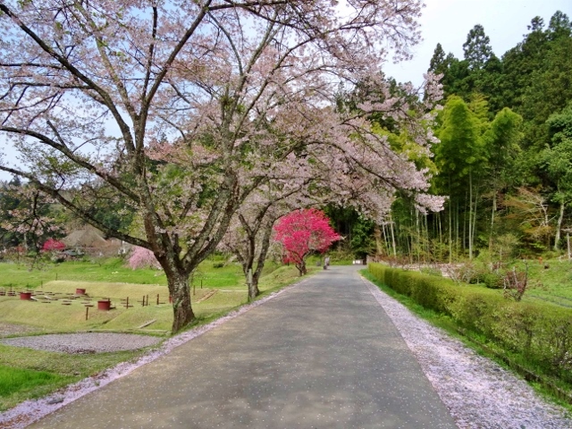 中尊寺　桜とモモ