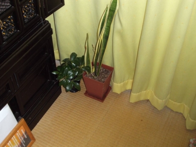 観葉植物の1つを寝室の南窓側に配置した写真