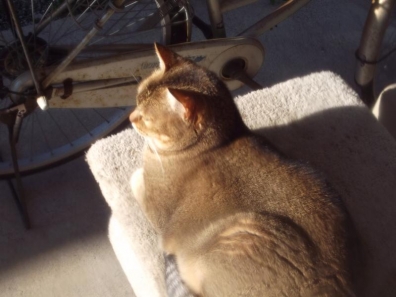 近所のペット猫が我が家のベランダのキャットタワーに居座ってる写真