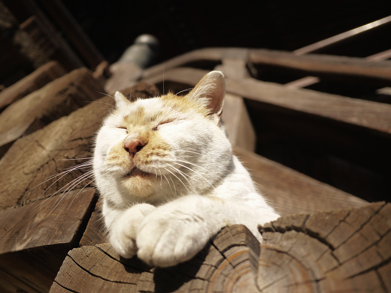 本堂の階段の端で日向ぼっこしてる茶白猫1