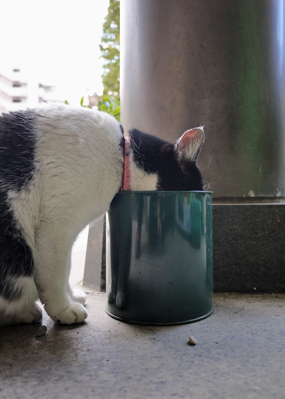 空き缶から水を飲んでる白黒猫1