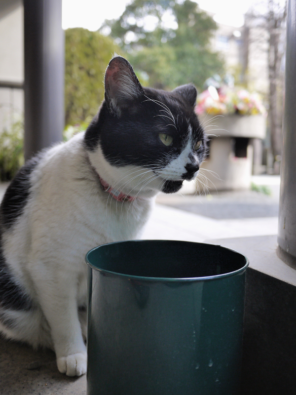 空き缶から水を飲んでる白黒猫2