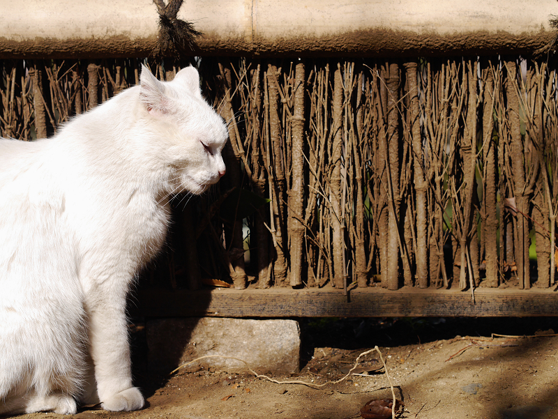 垣根の前で陽射しを浴びてる白猫1