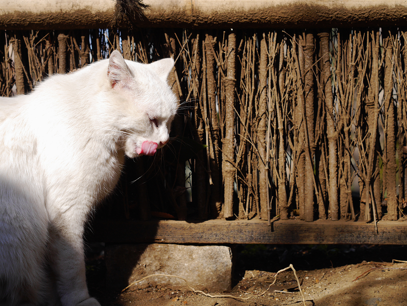 垣根の前で陽射しを浴びてる白猫3