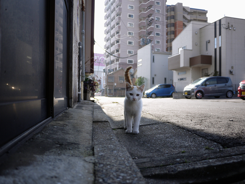 故郷の街中で出会った白茶の仔猫1