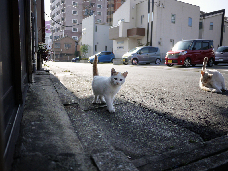 故郷の街中で出会った白茶の仔猫2
