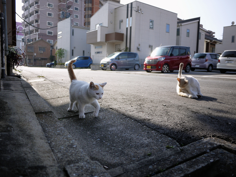 故郷の街中で出会った白茶の仔猫3