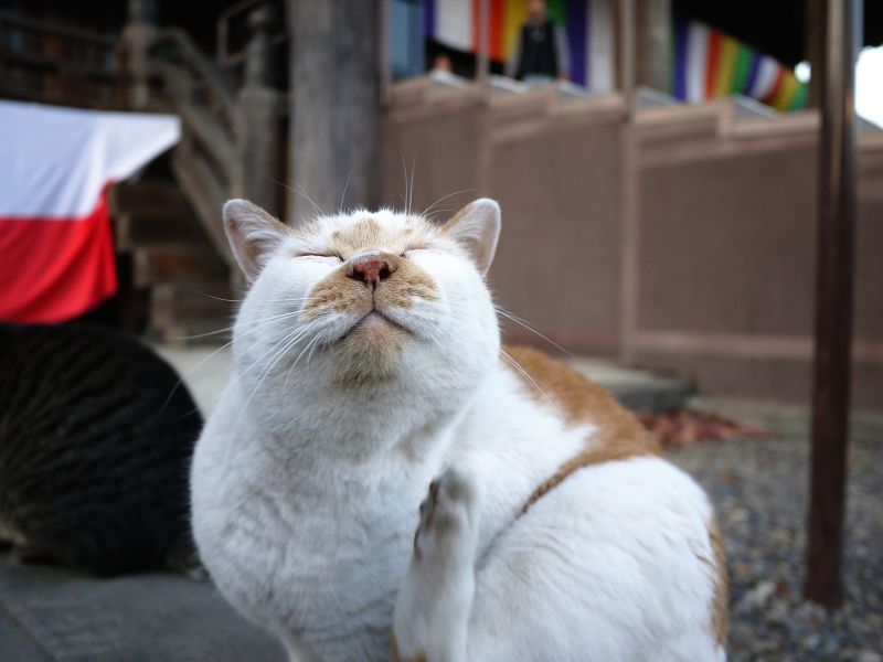 本堂の前でカキカキする茶白猫
