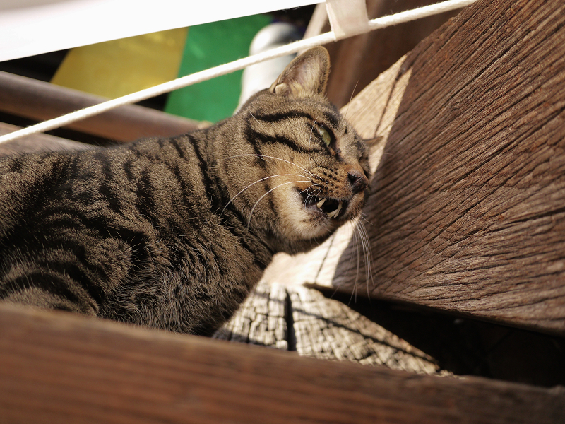 階段の端のキジトラ猫1