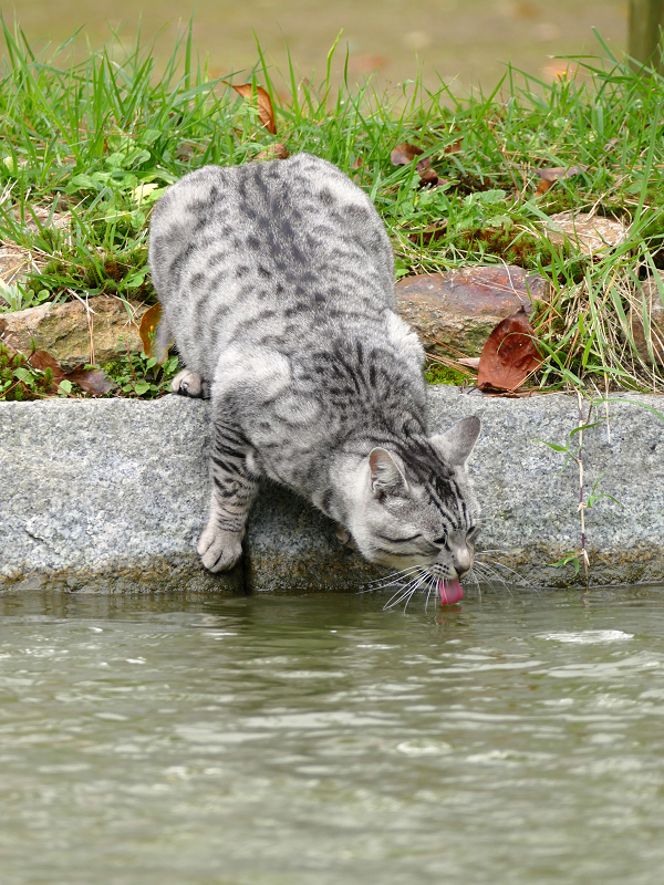 苦しそうな体勢で水を飲む猫2