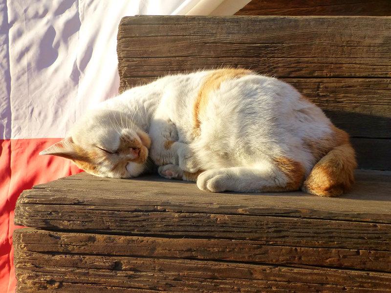 紅白の幕の前で寝てる白茶猫1