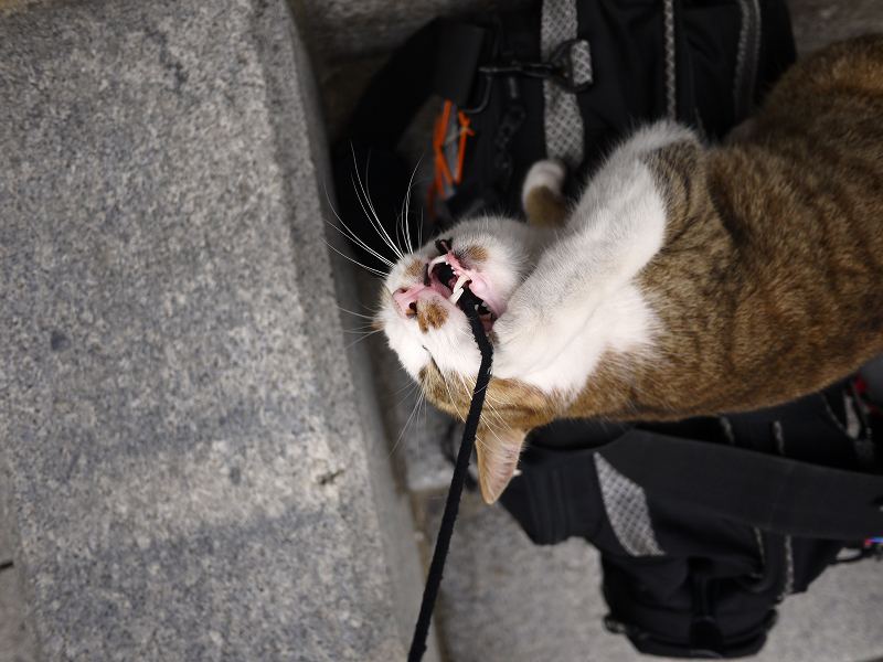 バッグの上でゴム紐で遊ぶ猫2