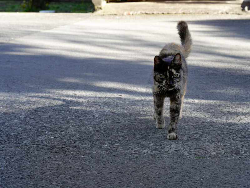 歩み寄る猫