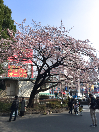 上野寒桜