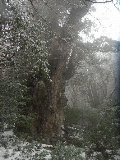 雪の縄文杉