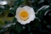 植物－白い椿