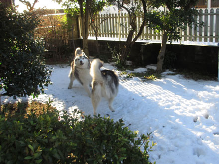 お庭で雪遊び