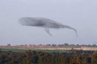 160104_151231にイスラエル南部で撮影されたクジラに似たムクドリの群れ_ロイター