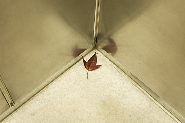 エレベーターの中の紅葉
