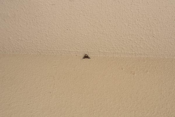 壁の蛾