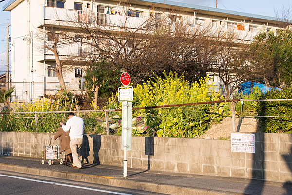 菜の花とバス停