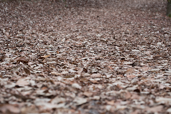 枯れ葉の散策路