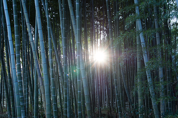 竹林と太陽
